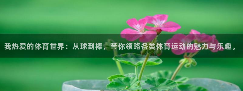 我热爱的体育世界：从球到棒，带你领略各类体育运动的魅力与乐趣。