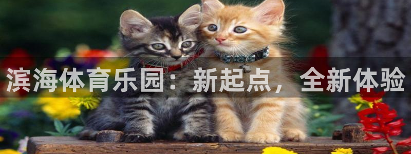 滨海体育乐园：新起点，全新体验