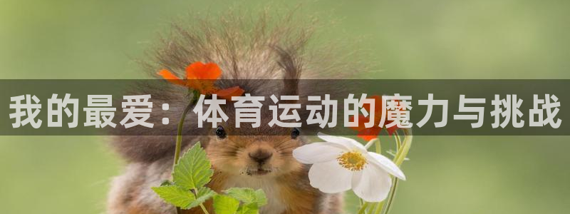 我的最爱：体育运动的魔力与挑战